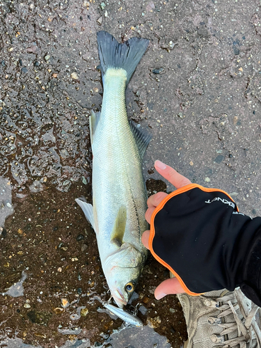 マルスズキの釣果