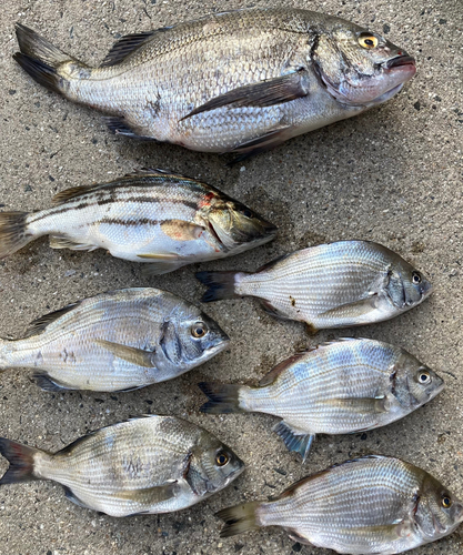 クロダイの釣果