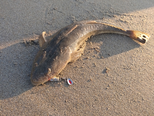 マゴチの釣果