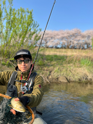 イワナの釣果