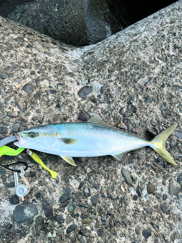 イナダの釣果