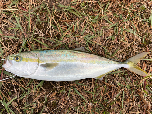 ワカシの釣果