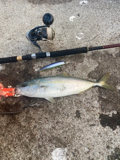 イナダの釣果