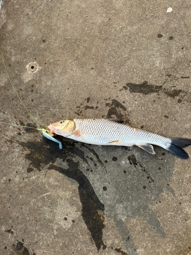 ニゴイの釣果