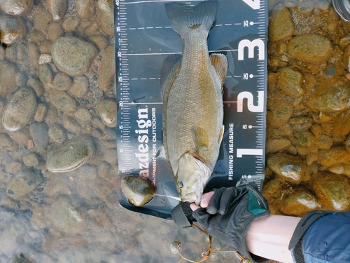 スモールマウスバスの釣果