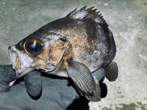 メバルの釣果