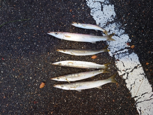 カマスの釣果