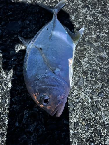 メッキの釣果