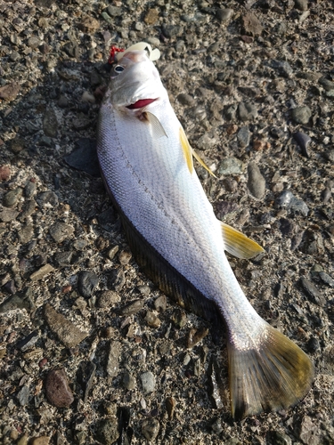 シログチの釣果