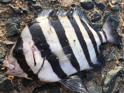 イシダイの釣果