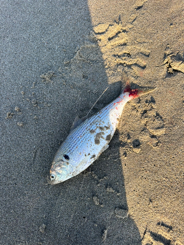 コノシロの釣果