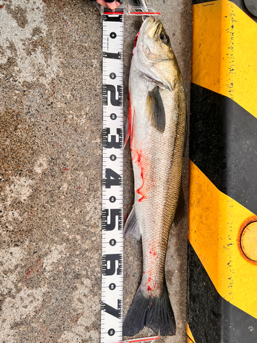 シーバスの釣果