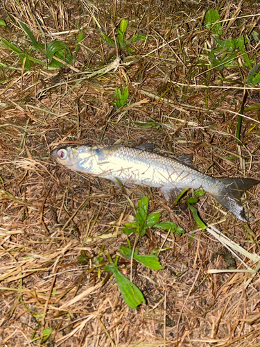 ボラの釣果