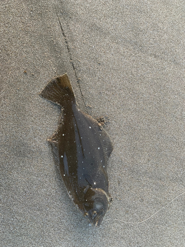 ソゲの釣果