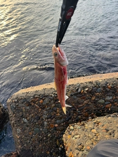 エソの釣果