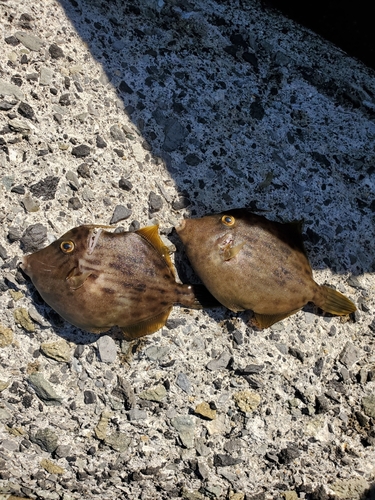 サバの釣果