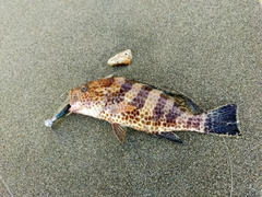 オオモンハタの釣果