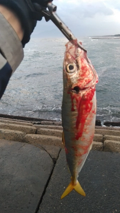 アオアジの釣果