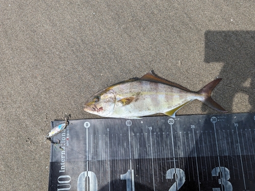 ショゴの釣果