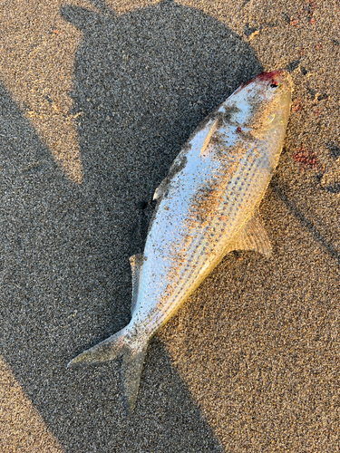 コノシロの釣果