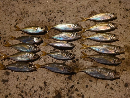 アジの釣果