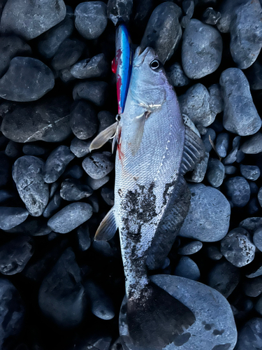 ニベの釣果