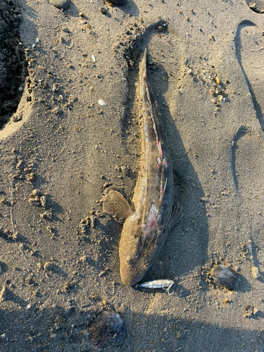 マゴチの釣果