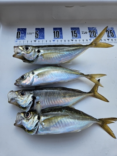 アジの釣果