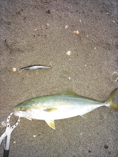 イナダの釣果