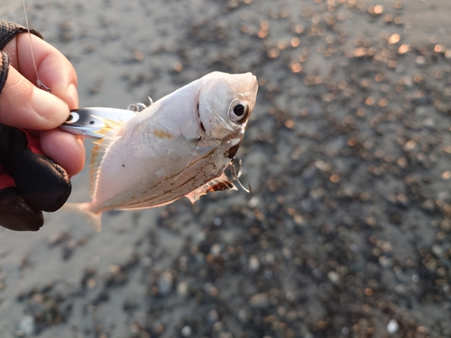 ヒイラギの釣果