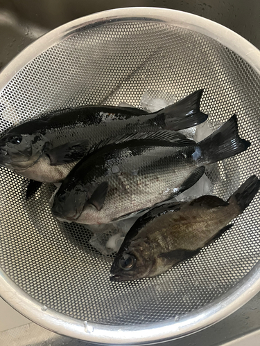 グレの釣果