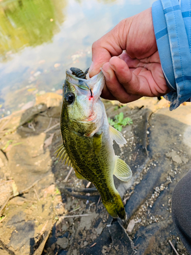 ラージマウスバスの釣果