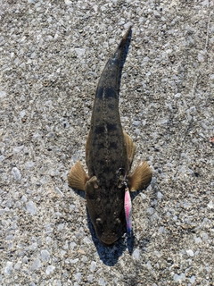 マゴチの釣果