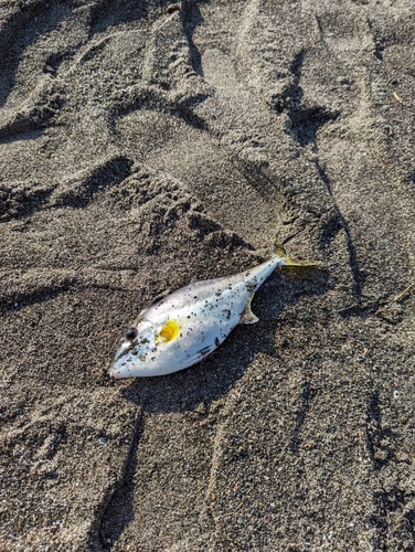 ギマの釣果