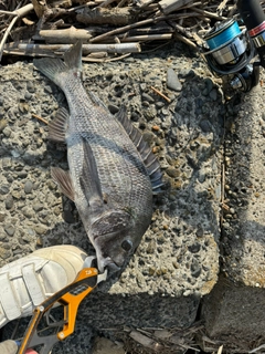 クロダイの釣果