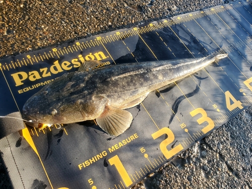 マゴチの釣果