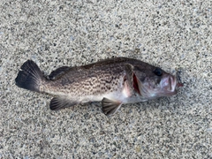 ソイの釣果