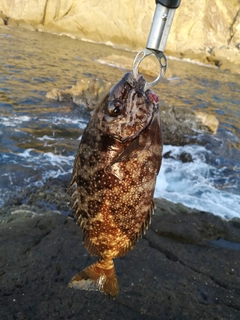 アイゴの釣果