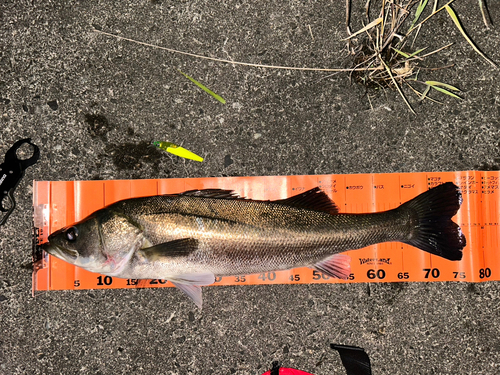 シーバスの釣果