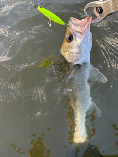 シーバスの釣果