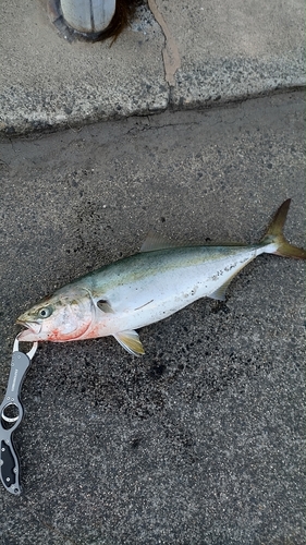 ハマチの釣果