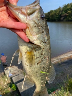 ラージマウスバスの釣果