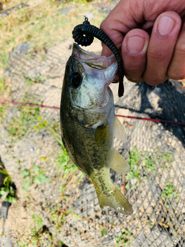 ラージマウスバスの釣果