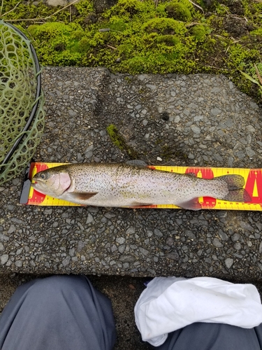 ニジマスの釣果