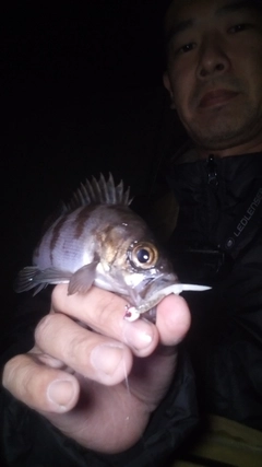 シロメバルの釣果