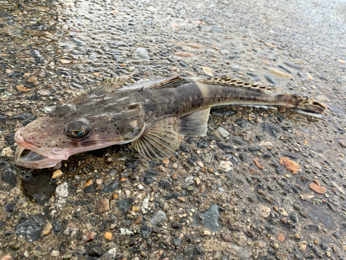 ワニゴチの釣果