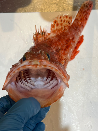 イズカサゴの釣果