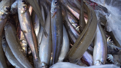 キスの釣果