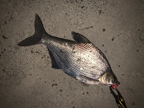 ダントウボウの釣果