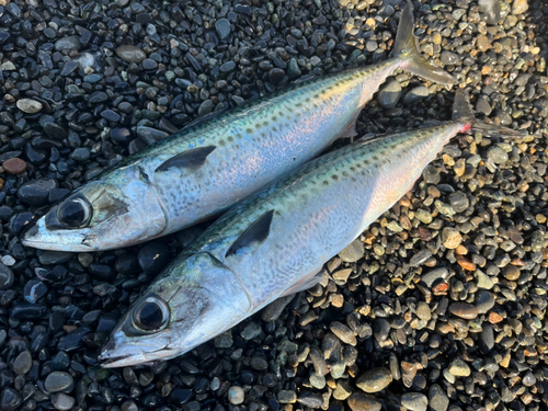 ゴマサバの釣果